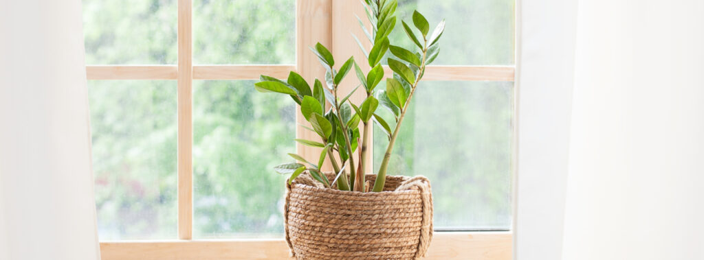 a plant in a pot on a window sie