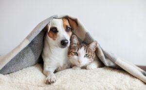 a dog and cat under a blanket