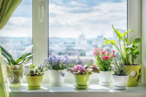 a window with a bunch of flowers in it