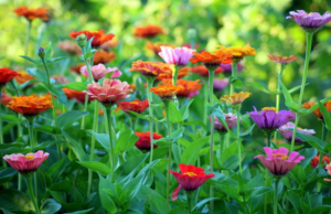 a field of flowers with a green background
