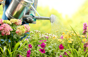 a woman watering flowers