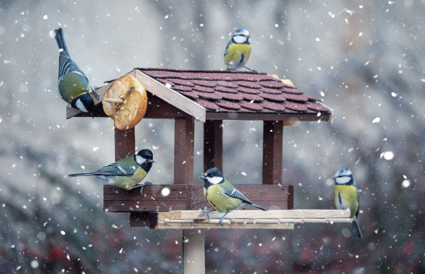 a bird feeder